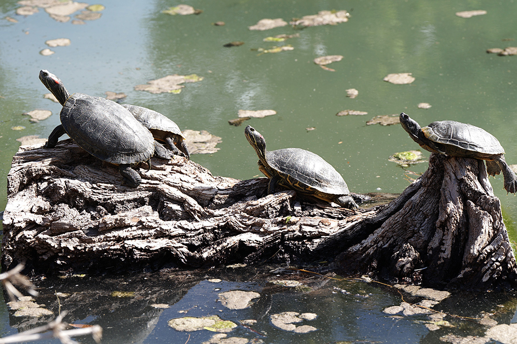 A family of turtles on a log